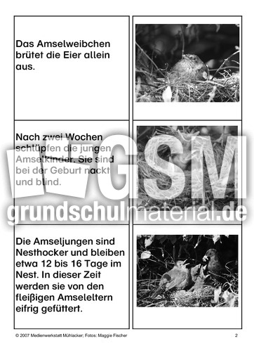 Aufzucht-der-Jungen-SW-2.pdf